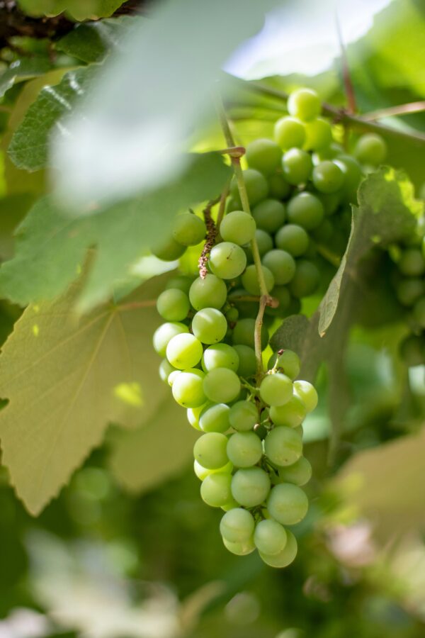 Niagara Grape Vine
