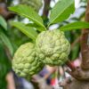 Sugar Apple Tree
