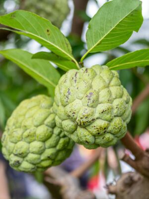 Sugar Apple Tree