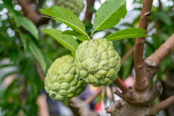 Sugar Apple Tree