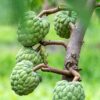 Sugar Apple Tree