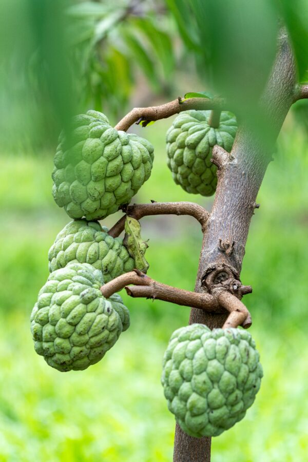 Sugar Apple Tree