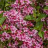 Little Princess Spiraea Shrub