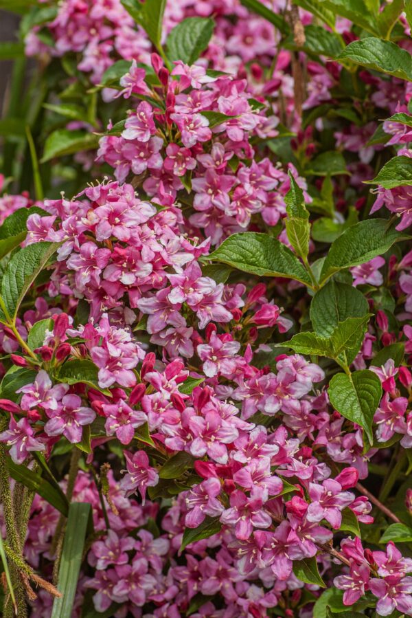 Little Princess Spiraea Shrub