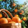 Hamlin Sweet Orange Tree