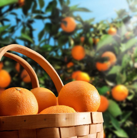 Hamlin Sweet Orange Tree