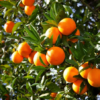 Hamlin Sweet Orange Tree
