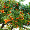 Hamlin Sweet Orange Tree