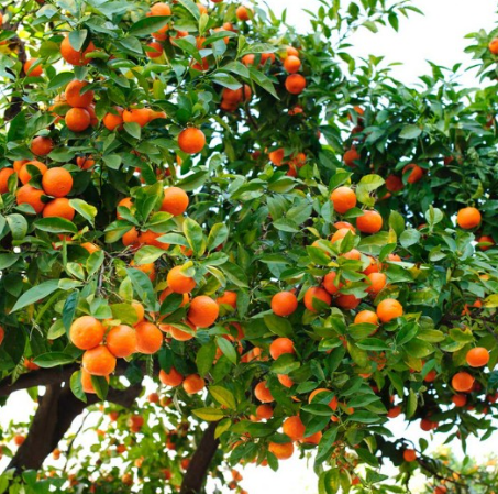 Hamlin Sweet Orange Tree