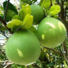 Hirado Pummelo Tree (Citrus maxima ‘Hirado Butan’)
