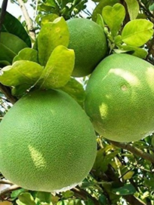 Hirado Pummelo Tree (Citrus maxima ‘Hirado Butan’)