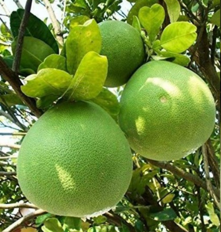 Hirado Pummelo Tree (Citrus maxima ‘Hirado Butan’)