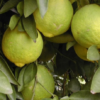 Hirado Pummelo Tree (Citrus maxima ‘Hirado Butan’)