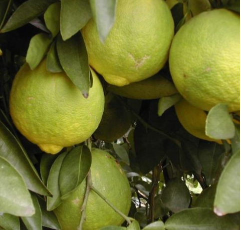 Hirado Pummelo Tree (Citrus maxima ‘Hirado Butan’)