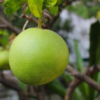 Hirado Pummelo Tree (Citrus maxima ‘Hirado Butan’)