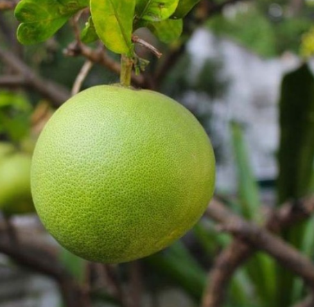 Hirado Pummelo Tree (Citrus maxima ‘Hirado Butan’)