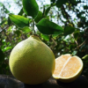 Hirado Pummelo Tree (Citrus maxima ‘Hirado Butan’)