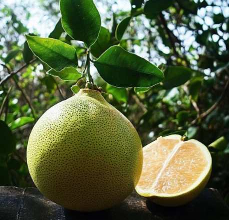 Hirado Pummelo Tree (Citrus maxima ‘Hirado Butan’)