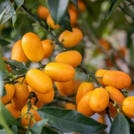 Fukushu Kumquat Tree (Citrus obovata)