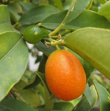 Fukushu Kumquat Tree (Citrus obovata)