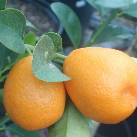 Fukushu Kumquat Tree (Citrus obovata)
