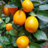 Fukushu Kumquat Tree (Citrus obovata)