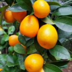 Fukushu Kumquat Tree (Citrus obovata)