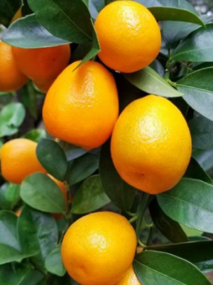 Fukushu Kumquat Tree (Citrus obovata)
