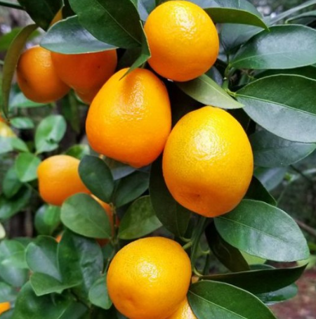 Fukushu Kumquat Tree (Citrus obovata)