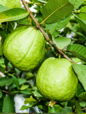 Ruby Supreme Guava Tree (Psidium guajava 'Ruby Supreme')