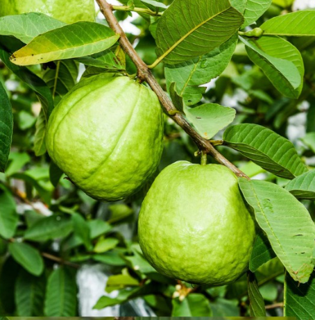 Ruby Supreme Guava Tree (Psidium guajava 'Ruby Supreme')