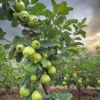 Ruby Supreme Guava Tree (Psidium guajava 'Ruby Supreme')