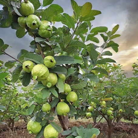 Ruby Supreme Guava Tree (Psidium guajava 'Ruby Supreme')