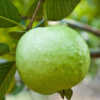 Ruby Supreme Guava Tree (Psidium guajava 'Ruby Supreme')