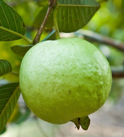 Ruby Supreme Guava Tree (Psidium guajava 'Ruby Supreme')