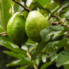 Ruby Supreme Guava Tree (Psidium guajava 'Ruby Supreme')