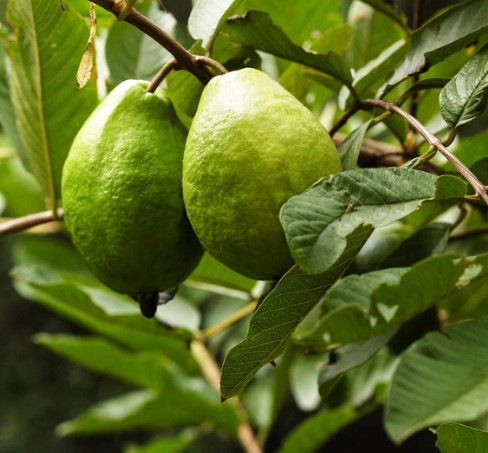 Ruby Supreme Guava Tree (Psidium guajava 'Ruby Supreme')