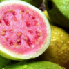 Barbie Pink Guava Tree