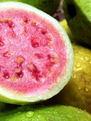 Barbie Pink Guava Tree