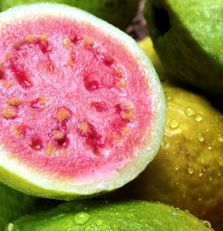 Barbie Pink Guava Tree