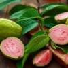 Barbie Pink Guava Tree