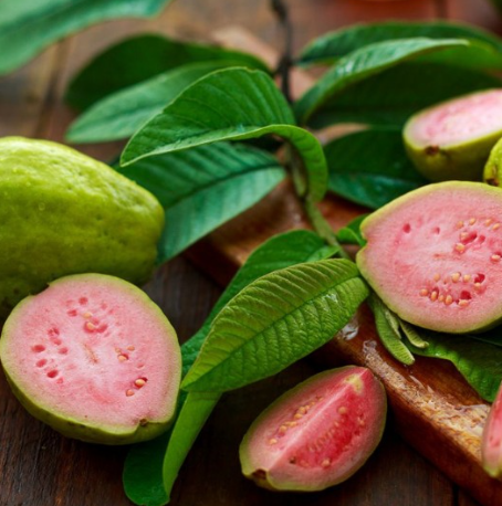 Barbie Pink Guava Tree