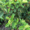 Barbie Pink Guava Tree