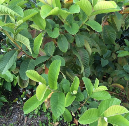 Barbie Pink Guava Tree