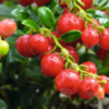 Red Candy Lingonberry Bush