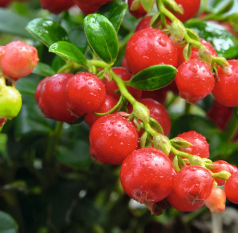Red Candy Lingonberry Bush