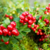Red Candy Lingonberry Bush