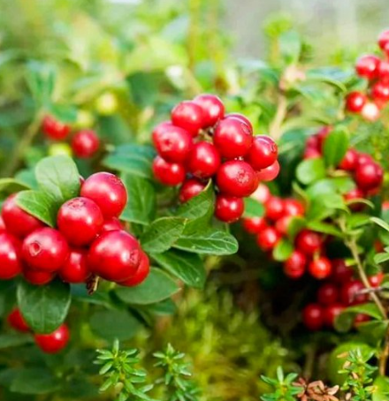 Red Candy Lingonberry Bush