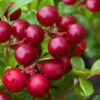 Red Candy Lingonberry Bush
