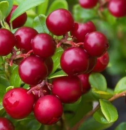 Red Candy Lingonberry Bush